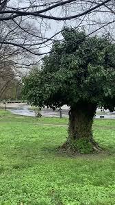 A Small Dwarf Tree In The Park Looks