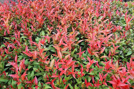Top 15 Privacy Bushes For Your Garden