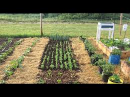 5 Basic Vegetable Gardening Methods