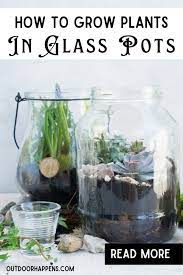 How To Grow Plants In Glass Pots In 8