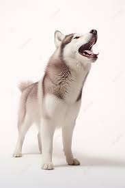 A Husky Dog Standing In White With The