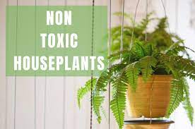 Indoor Plants Safe For Kids Pets