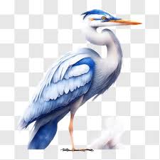 Blue Heron Ready To Take Flight Png