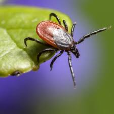 Tick Control How To Get Rid Of Ticks