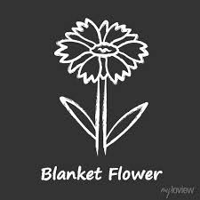 Blanket Flower Chalk Icon Gaillardia