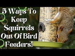 Your Bird Feeder