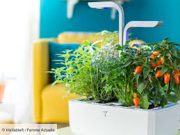 Potager Aromatique Cap Sur La