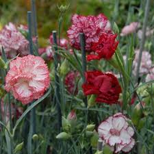 Cottage Garden Carnation Dianthus