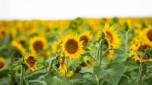 Sunflowers Are Blanketing North Dakota