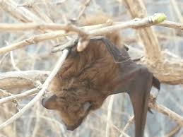 Michigan Bat Control Spring Bat