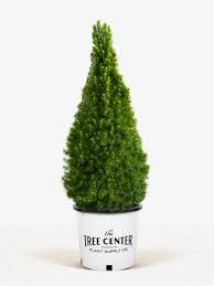 Dwarf Evergreen Trees For