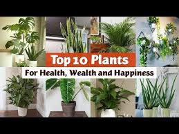 6 Living Room Indoor Plants Ideas