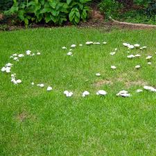 Fairy Ring Treatment And Control
