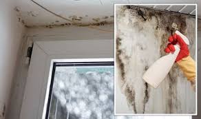 How To Effectively Get Rid Of Mould On