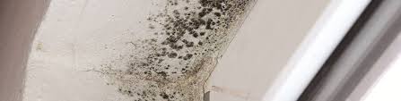 Mold On Walls Our Guide To