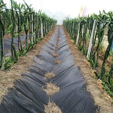 What Is Weed Barrier Landscape Fabric