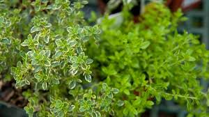 Patio Herb Garden