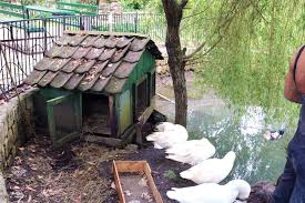 Duck Housing And Duck Coops The Happy
