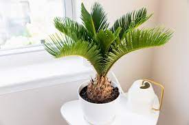 9 Types Of Palm Plants To Grow Indoors