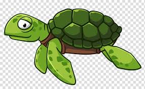 Sea Turtle Reptile Green Sea Turtle