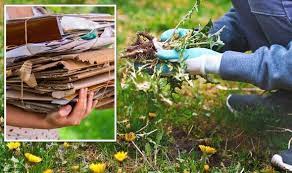 How To Get Rid Of Weeds Using Cardboard