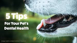 Blog Dr G S Veterinary Services