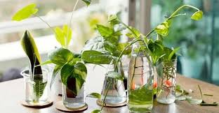 Growing Indoor Plants In Water Avoid