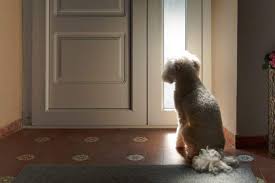 How To Stop Dog Scratching Door When