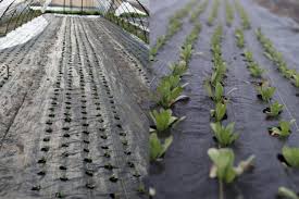 Growing With Landscape Fabric Floret