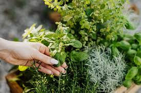 How To Start A Herb Garden Everything