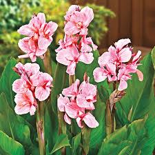Giant Canna Pink President Miss Oklahoma Bag Of 5 Whole Bare Roots Canna X Generalis Miss Oklahoma Zone 3 10 Pink 36 Inches Full