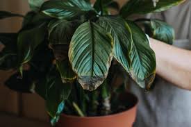 Houseplants Diseases Indoor Plants