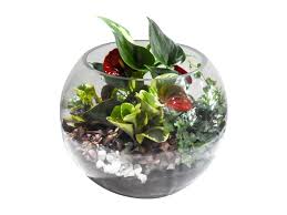 Terrarium Glass Bowl Plant Arrangement