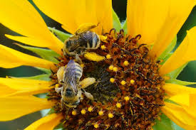 Entertaining Bee Haviors Of Native Bees