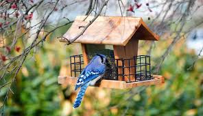 A Bird Feeder
