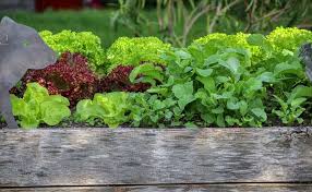 Raised Beds For Vegetable Gardening