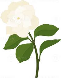 White Gardenia Flower Hand Drawn