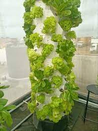 Aeroponic Tower At Rs 7499 Piece