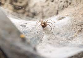 Battling Basement Spiders The Ultimate