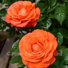 Bush Rose Peter Beales Roses