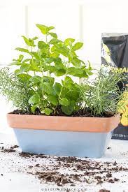 Small Herb Garden For The Kitchen On