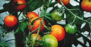 How To Identify And Stop Tomato Pests