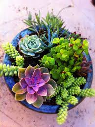 Succulent Plants For An Easy Indoor