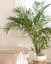 9 Types Of Palm Plants To Grow Indoors