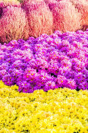 Colorful Garden Images Free
