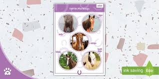 Horse Markings Poster Display Poster