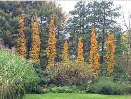Using Columnar Trees And Shrubs With