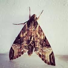Moths Swarming Irish Homes And Causing