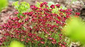 Saxifrage Stock Footage Royalty