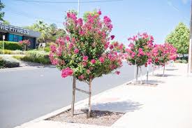 Tips For Growing A Crepe Myrtle City